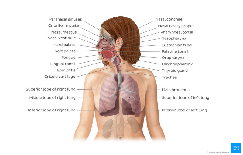 File:Overview of the respiratory system - Kenhub.png