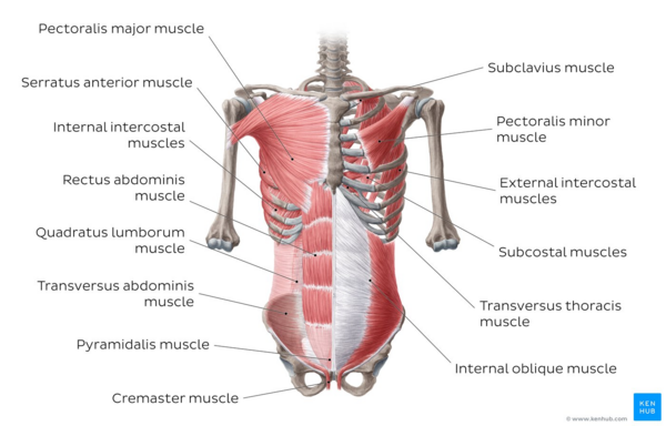 Overview of the muscles of the abdominal wall (anterior view)