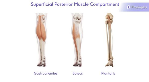 Posterior superficial muscle compartment.jpg
