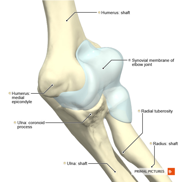 File:Elbow joint Primal.png