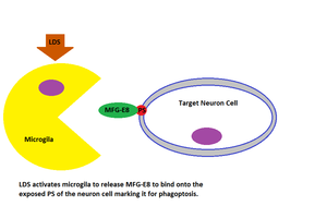 Microglia phagoptosis of neuron cell.png