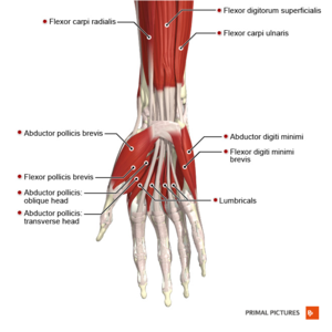 spieren van de hand anterior aspect Primal.png