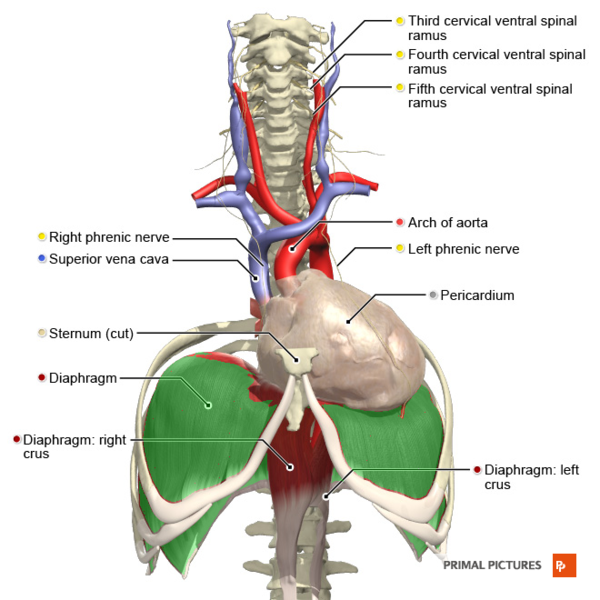File:Cervical plexus phrenic nerve Primal.png