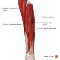 Superficial and intermediate extensor muscles of the forearm Primal.png