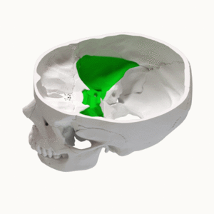 Middle cranial fossa - animation.gif