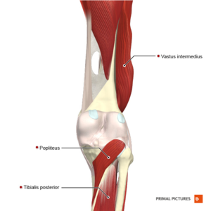 The Human Knee: Anatomy & Clinic, and the Benefits of Kinesio Taping