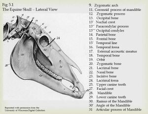 Equine skull lateral view.jpeg