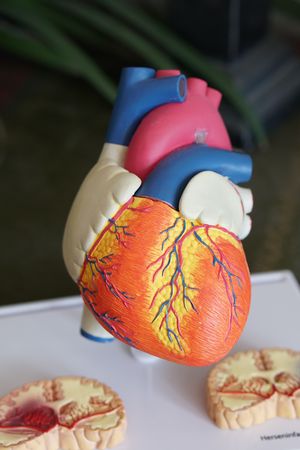 Heart 3D.jpg