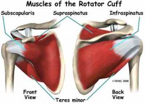 Muscles Rotator Cuff.jpg
