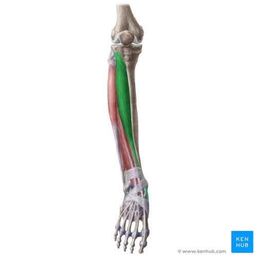 Tibialis anterior (highlighted in green) - anterior view