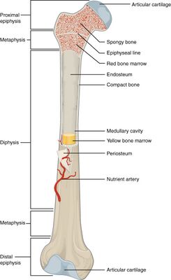 603 Anatomy of Long Bone.jpg