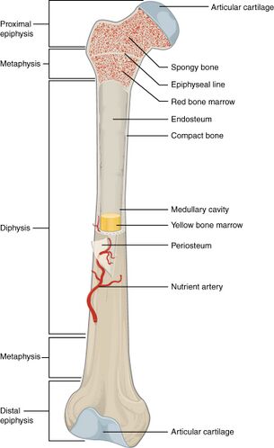 Bone - Physiopedia