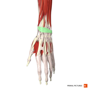 Ligament Injuries In The Fingers - Hand - Conditions - Musculoskeletal -  What We Treat 