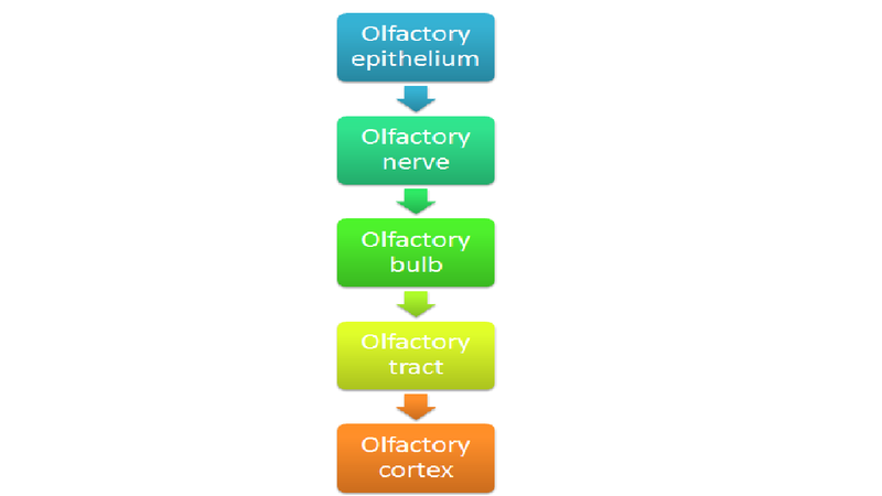 File:Olfactory pathway.png