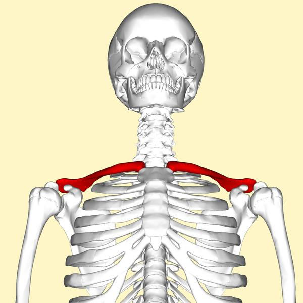 File:Clavicle anterior view.png