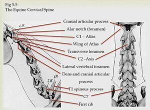 Equine cervical spine.jpeg