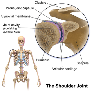 Shoulder joint.png
