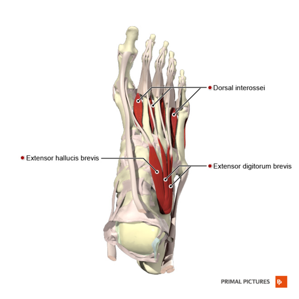 File:Muscles of the foot dorsal aspect Primal.png