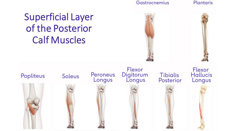 File:Superficial layer of the post calf muscles.jpg