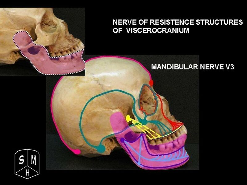 File:Mandibular nerve.jpg