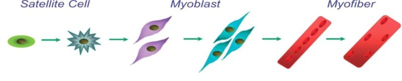 Myogenesis Schematic of satellite cell myogenesis and markers typical of each stage.jpg