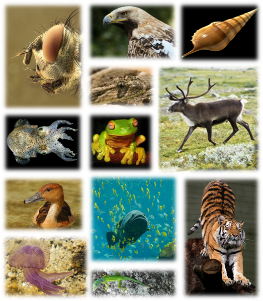 File:Biodiversity Kingdom of animals.png