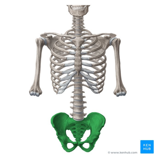 Bony pelvis (highlighted in green) - anterior view