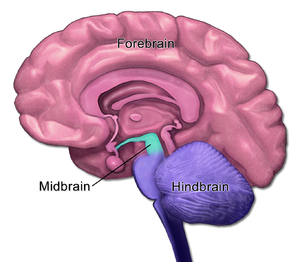Brain Anatomy - Mid-Fore-HindBrain.png