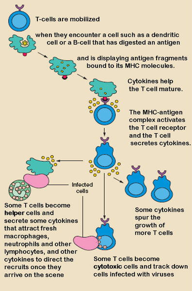 File:T cell activation.png
