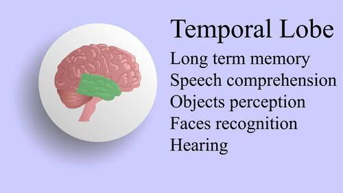 Temporal lobe location and function.jpeg