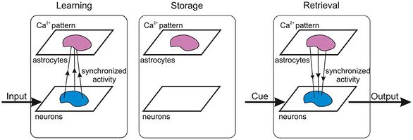 Memory in Astrocyte-Neural Networks.jpeg