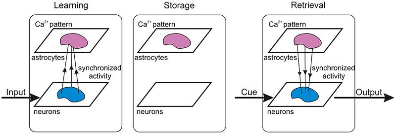 File:Memory in Astrocyte-Neural Networks.jpeg