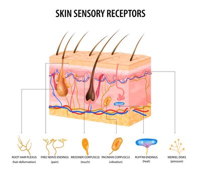 Sensory receptors of the skin.jpeg