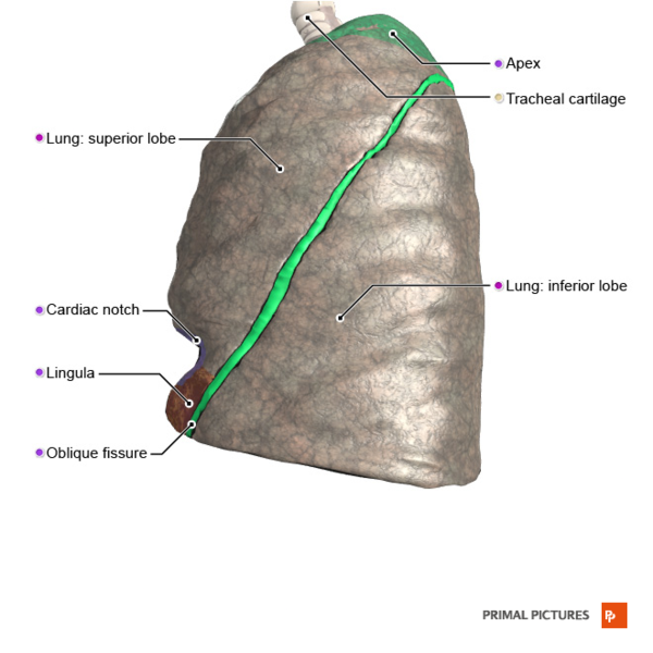 File:Left lung lateral surface Primal.png