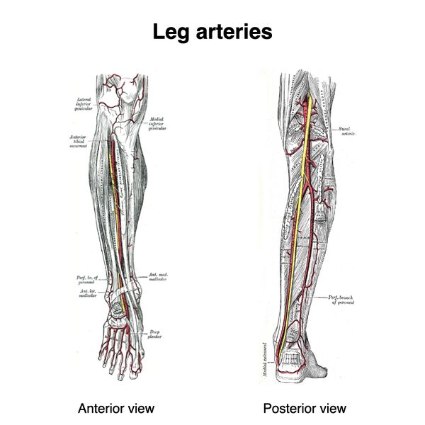 File:Leg-arteries-grays-illustrations.jpeg