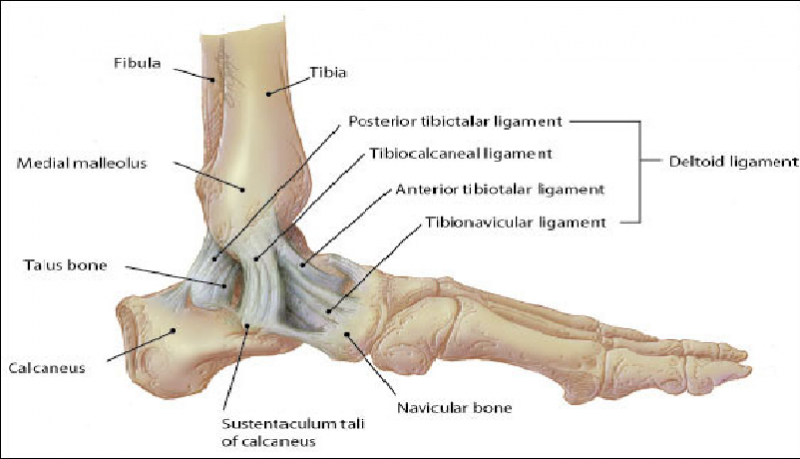 File:Medial-ankle-ligaments.png
