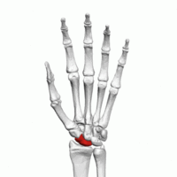 Scaphoid bone (left hand) - animation.gif