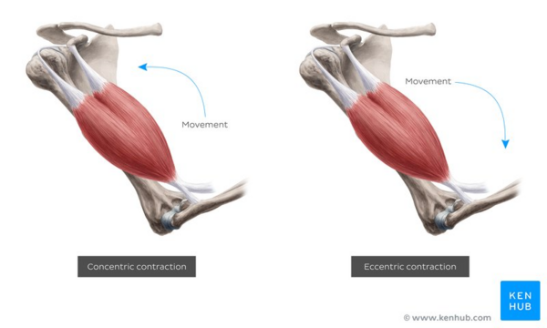 Overview of concentric vs eccentric muscle contraction