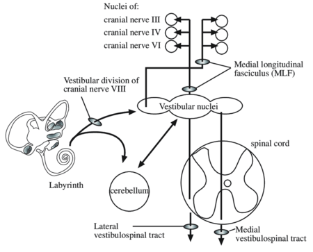 representação diagramática do processador Vestibular Central.png