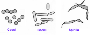 Bacteria shapes 01.png