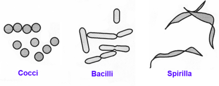 Bacteria shapes 01.png