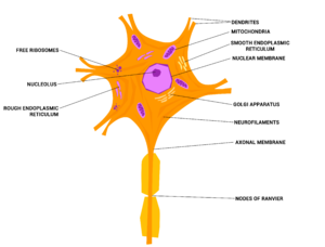 Neuron or Nerve cell.png
