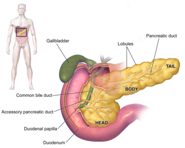 Pancreas Anatomy.png
