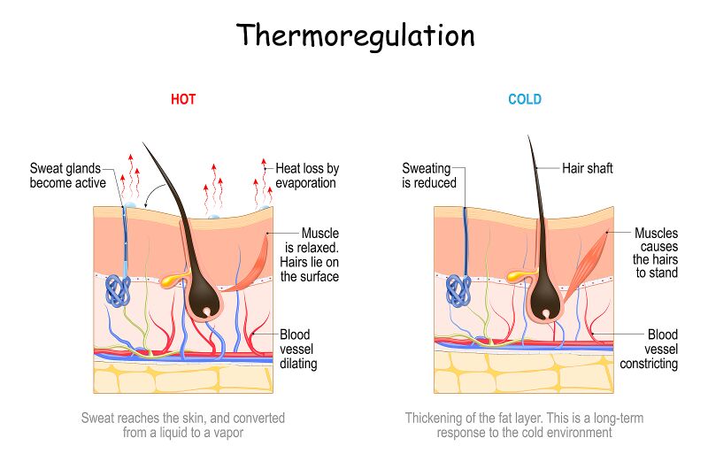 File:Skin thermoregulation.jpeg