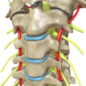 Cervical Spine Cross View.png