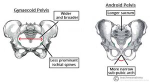 Gynaecoid and android pelvis.jpg