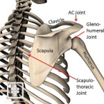 Scapulothoracic-joint.jpg