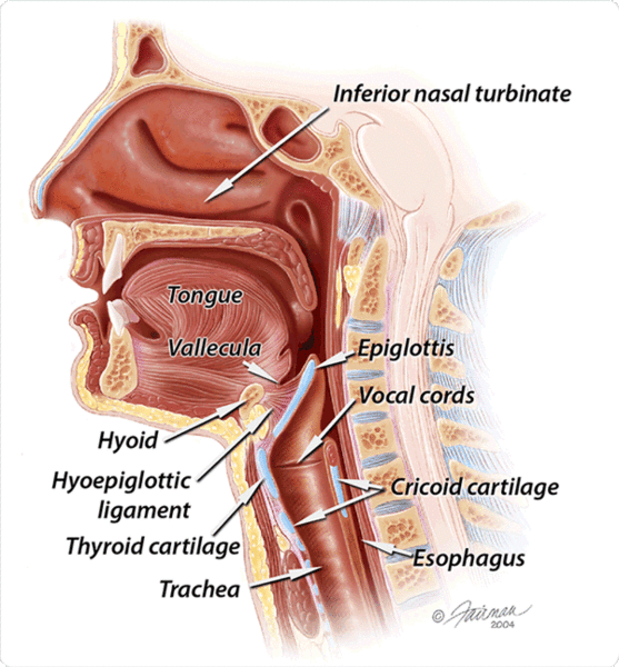 File:Anatomical relations of tongue.gif