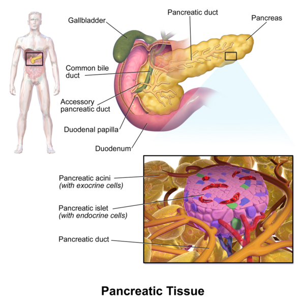 File:PancreaticTissue.png