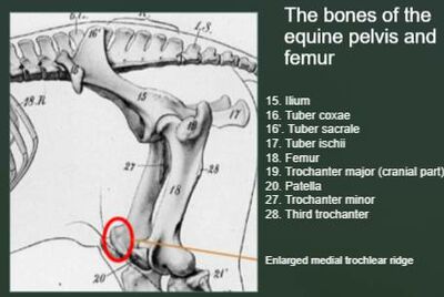 Anatomy of the Equine Hind Limb - Physiopedia